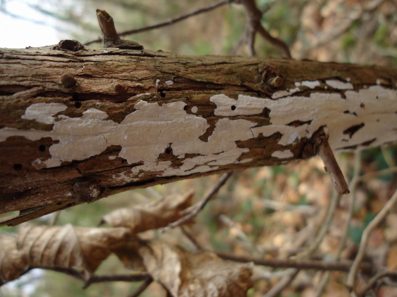 Crosta su ginepro (Hyphodontia juniperi)